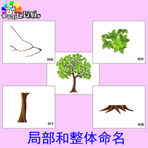 Partial and Whole Naming of Objects Basic Cognitive Matching Teaching aids for children with autism language developmental delay