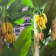 Simulated Green and Yellow Banana Bunches, Banana Flowers, Banana Stems, Bunches Simulated Banana Tree