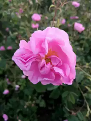 Domestic Damascus rose pure Dew 500ml beauty bai moisturizing plant moisturizing