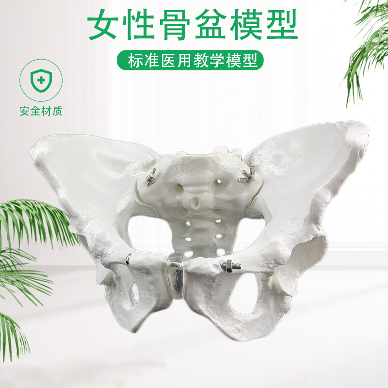 全国包邮！女性盆骨模型 自然大女性骨盆模型 分娩示范教学模型