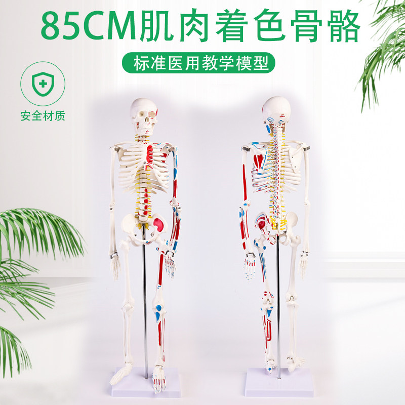 85CM人体骨骼带神经带椎间盘模型 骨架附肌肉起止点着色模型 神经