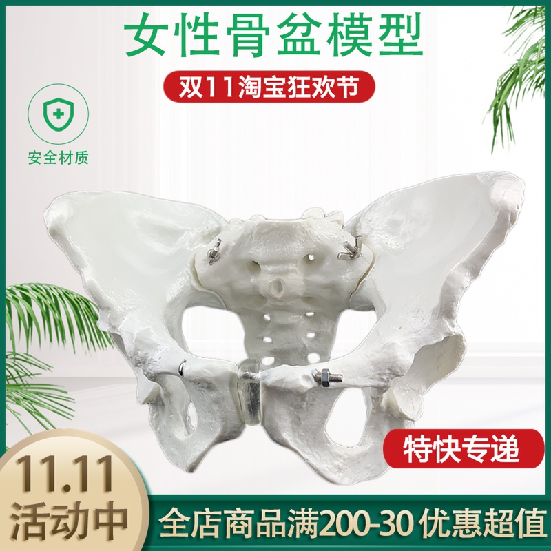 National Female Pelvic Model Natural Large Female Pelvic Model Childbirth Demonstration Teaching Model