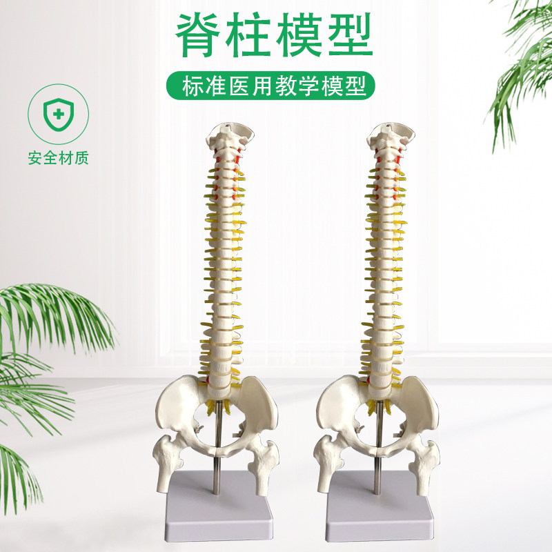 人体脊柱模型80CM成人1：1比例自然大脊椎模型带颈椎胸椎尾椎盆骨