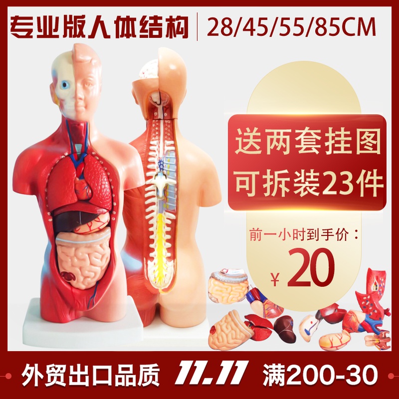 Medical internal organs human organ structure torso anatomical model heart structure children's removable teaching toys
