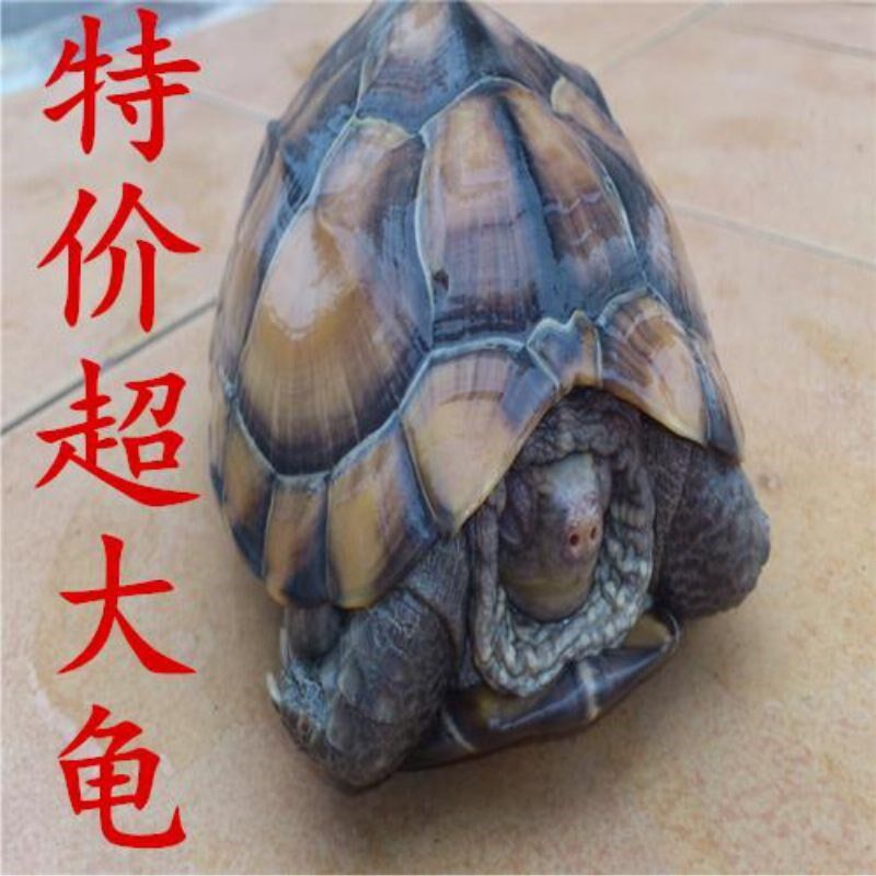 Extra-large Turtle Living Land Eat Vegetable Tortoise Giant Pet Turtle Lower Egg Grass Turtle tortoise Longevity Town Residence Tortoise