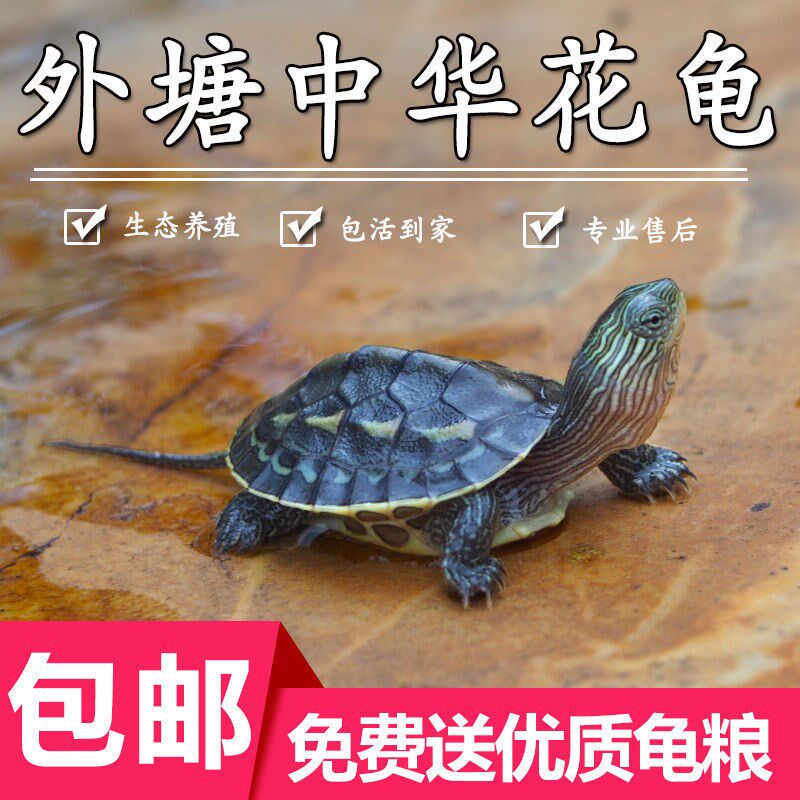 Chinese flower turtle small turtle living thing pearl tortoise Six-line grass Turtle Turtle Fry Living Pet Water Tortoise Longevity Ornamental Tortoise