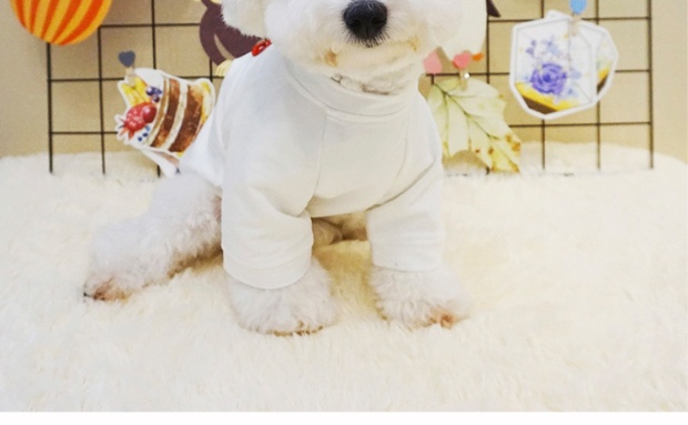 Bông mùa hè thương hiệu thú cưng chó mèo áo len chó quần áo mùa xuân và mùa hè trang phục chó con schnauzer quần áo chó nhỏ - Quần áo & phụ kiện thú cưng áo cho mèo