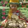  2020 new goods Xinjiang Aksu 185 paper-skinned walnuts original flavor non-thin-skinned walnuts 2 catty 5 catty