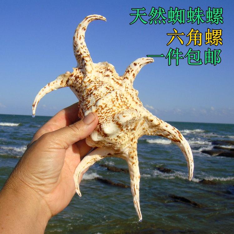 Hexagonal snail Natural sea snail Shell Water word Spider snail Home floor decoration Fish tank Aquarium landscaping gift