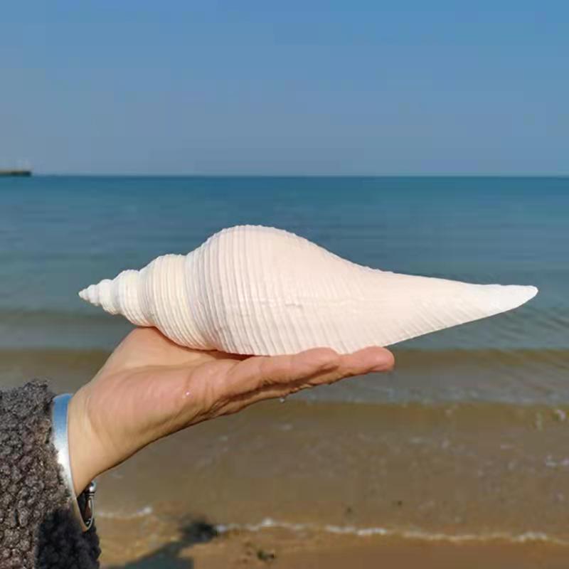 Big loud snail long fragrant snail angle snail natural shell conch fish tank home window decoration starfish angle snail blowing number conch