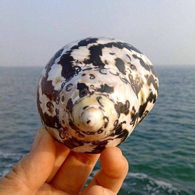 Natural sea snail shells black gold Just South African salads Snail Aquarium fish tank Scape Specimen Snail Collector Residence Deco to Play