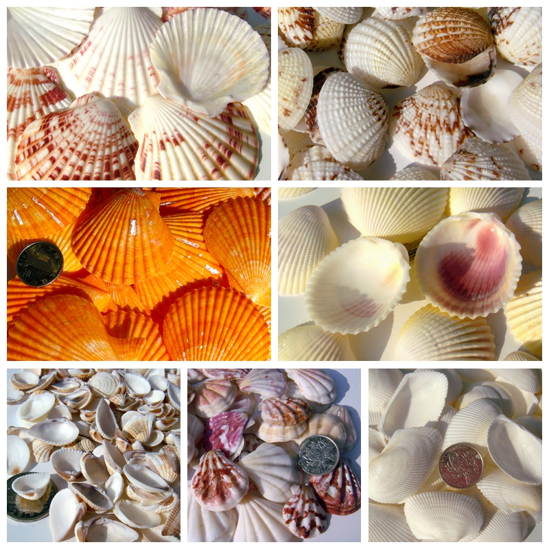 Natural Shells Sea Snail Clams Clam Scallop Shell Coconut Bebird Tail Clams fish tank ground Windows Pendulum with wall ID Handmade