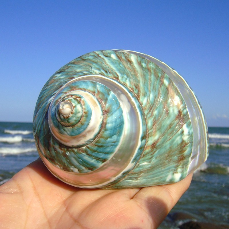 Sea Snail Shells Sea Star Striped Green Snail Sustena Crab Swap Shell Fish Tank for View Home Swing to Play Birthday Gifts