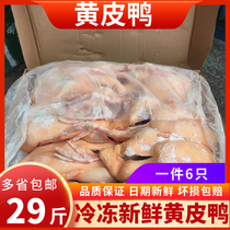 Yellow-skinned duck frozen whole duck frozen duck fresh frozen whole 29 pounds 6 ducks white striped whole duck