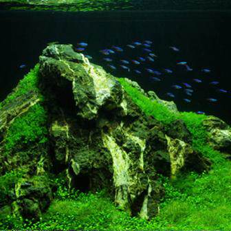 创鑫生态水族用品