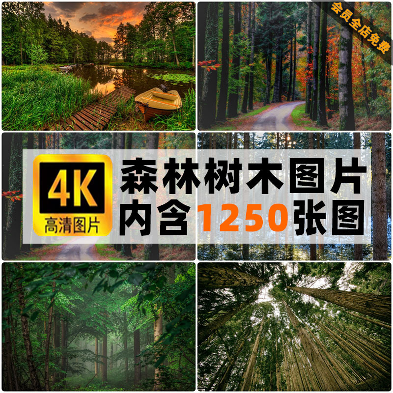4K High-Definition Forest Tree Images, Deep Mountain Rainforest, Primitive Old Forest, Jungle Natural Scenery Photography Photos, Jpg Material