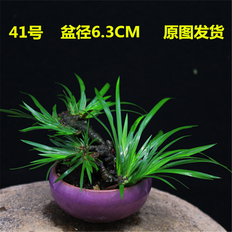 野生石菖蒲龙根植物虎须水培绿植小盆景室内花卉盆栽迷你精品摆件