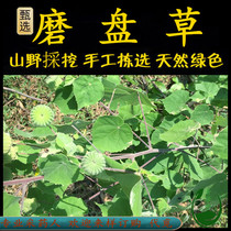Freshly picked Chaoshan Qingcaotang Ailong ground pig Wang Buliuxing Mopan grass ear ringing grass stone Mozai grass and musk.