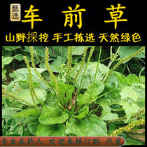Freshly picked plantain Chaoshan green herbal medicine plantain tea plantain plantain cabbage plantain tea seeds