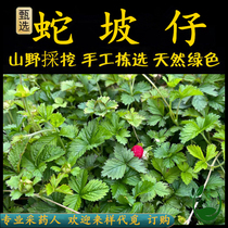 Freshly picked Chaoshan green herbal medicine fell to the ground berry monk toupo snakepozai fell to the ground plum pearl grass dragon spitting pearl snakeberry