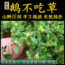 Freshly picked Chaoshan Qingcaotang Goose Grass Goose doesn’t eat grass Goose eats grass Goose doesn’t eat grass Stone coriander