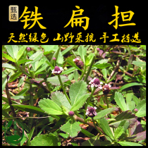 Freshly picked Chaoshan green herbal medicine Tiebiandan Sichuan pear grass Tiepindan Penglai grass Guojiangteng tongue grass