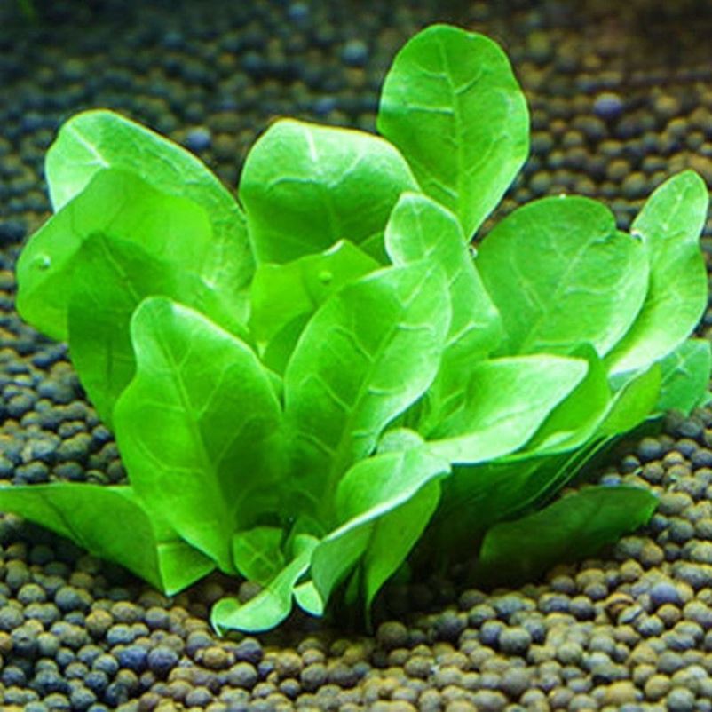 Seaweed fish tank water plants live well to maintain and live real water grass plants green chrysanthemum big leaf green nine crown fish tank water grass landscaping