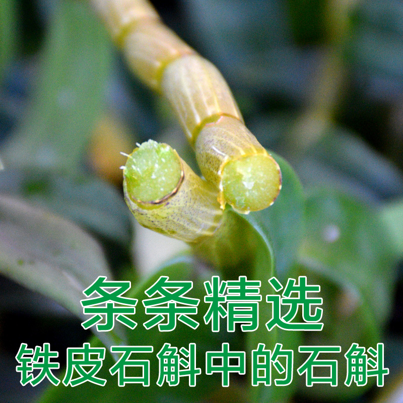 (Ancient Town) Dendrobium Candidendrobium Candidendrobium 5-year raw forest on Dendrobium Candidum Maple