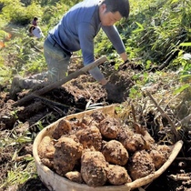 天麻野生特级西藏林芝波密100%海拨2800米高原500克特产干货