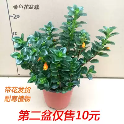 金鱼花盆栽吊兰带花苞室内桌面庭院绿色四季开冬易养植物净化空气