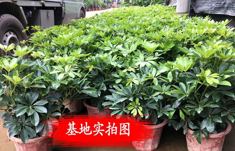 七叶莲叫鸭掌木吗,七叶莲鸭掌木图片对比,七叶莲跟鸭掌木一样吗_大山谷图库