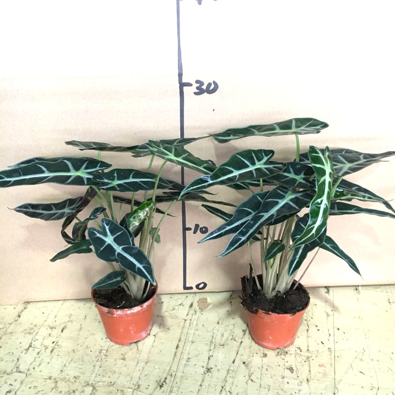 Cổ tích nhỏ lá tre đen trong chậu chậu nhỏ Guanyin sen trong phòng khách bàn làm việc bề mặt hoa trang trí không khí thanh lọc - Trang trí nội thất trang trí nhà