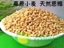 Prairie wheat kernel peeled wheat healthy coarse grain cooked porridge Cereals Cereals 5 Cereals Peeling Wheat Grain Pollution-free