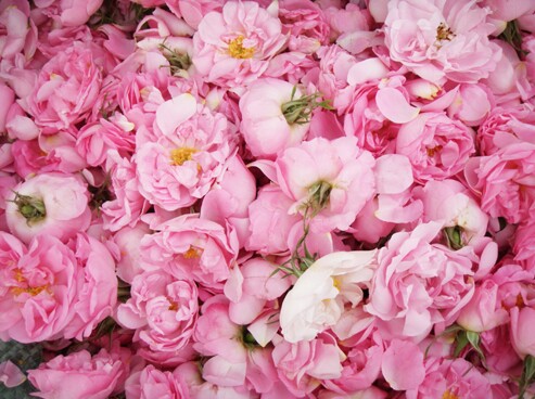 (PLAIN PURE SOUL) Fresh Bulgarian Damascus 200ml