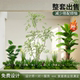 Simulated Green Plant Landscape, Tropical Plant Landscaping Combination, Sales Office Layout, Front Desk, Shopping Mall Window Decoration, Banana Tree
