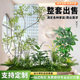 Artificial Green Plant Landscaping Combination for Balcony, Under-Stair Fake Plant Landscape, Indoor Entrance Partition, and Mall Decorative Ornaments