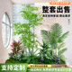 Artificial Green Plant Landscaping Combination for Balcony, Under-Stair Fake Plant Landscape, Indoor Entrance Partition, and Mall Decorative Ornaments