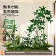 Artificial Green Plant Landscaping Combination for Indoor Entrance, Fake Plant Landscape for Commercial Window Displays, Home Decor, and Scene Arrangement