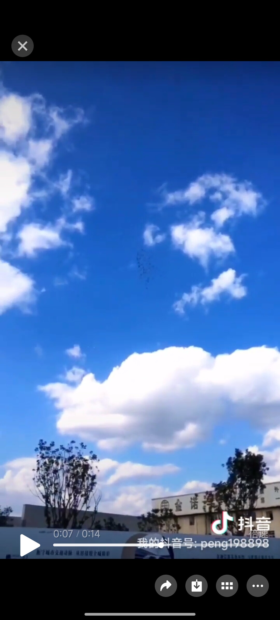爱鸽者联盟99