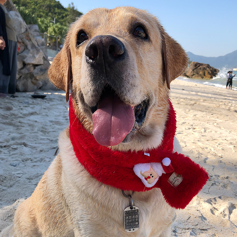 New Year's Celebration Pet warm sell cute Labrador photo Spring Festival New Year scarf dog dog transformed into a costume