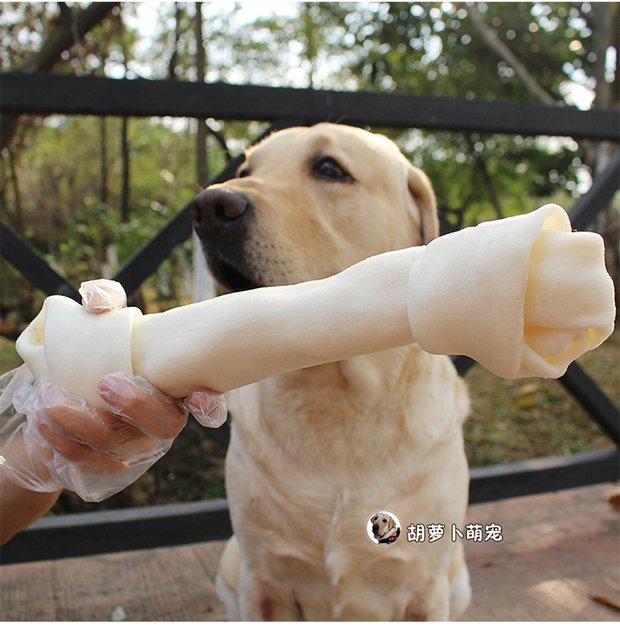 Chó lớn màu trắng sữa dính chó con lông vàng labrador chó cắn cắn bánh thường cho chó