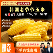 cici brand straight hair old grandfather corn vacuum packaging delicious not greasy soft glutinous sweet rice 1 root price