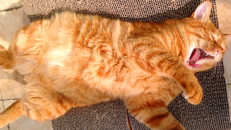 猫咪是爱晒太阳 但并不爱被太阳烤 懂得
