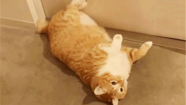 多肉植物不算厉害 有本事养多肉动物呀 懂得 多肉植物不算厉害 有本事养多肉动物呀 懂得