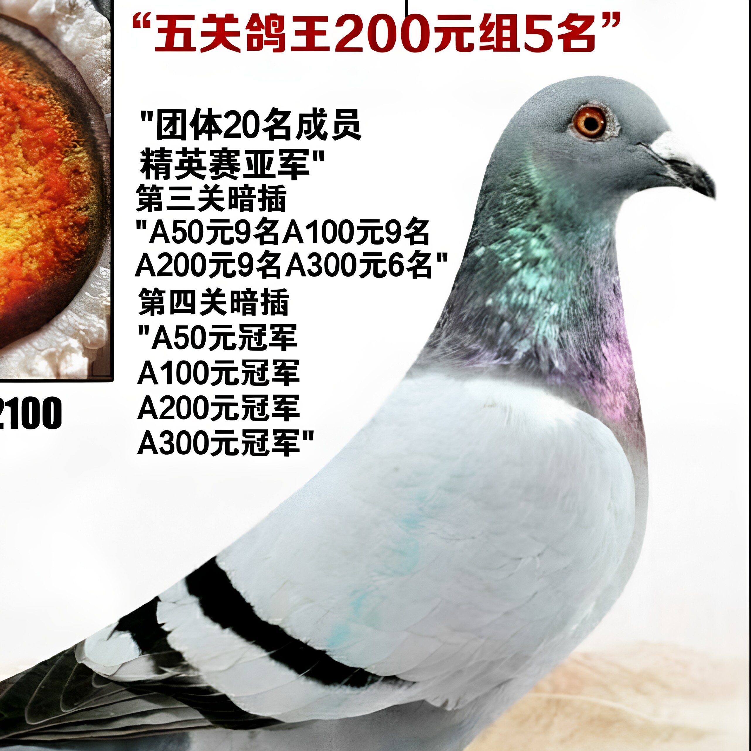 精英赛鸽用品的LOGO