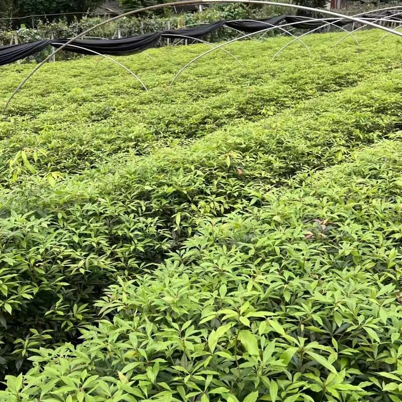 都江堰市洋洋园艺场