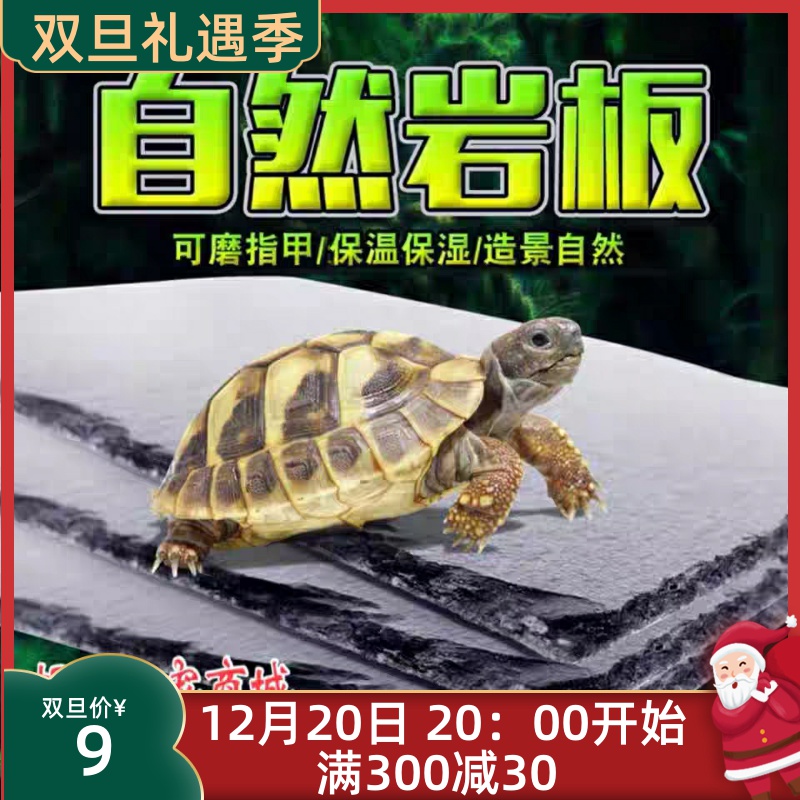 Tortoise slate mattress natural rock pepperplate crawling tortoise crawler crawling lizard moisturizing insulation
