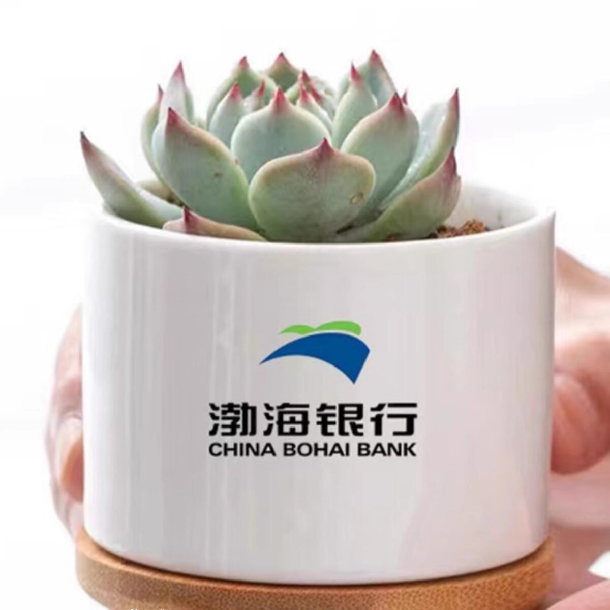 多肉礼品定制工厂企业店