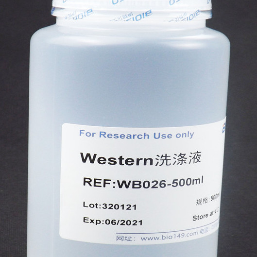Western洗涤液 100ml 500ml 现配溶液 科研专用 高品质