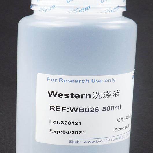 Western洗涤液 500ml  现配溶液 科研专用 高品质